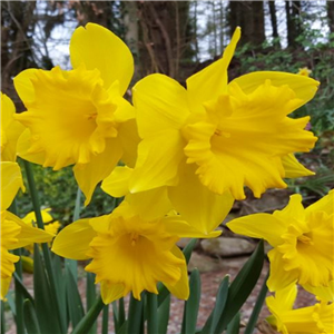 Narcissus (Daffodil) 'King Alfred'