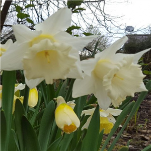 Narcissus (Daffodil) 'Mount Hood' - Pot Full