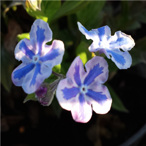 Omphalodes Cappadocica 'Starry Eyes'