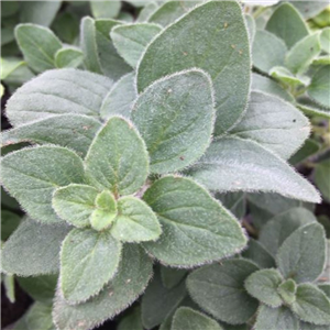 Herb Oregano 'Hot And Spicy'