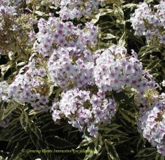 Phlox Paniculata 'Norah Leigh'
