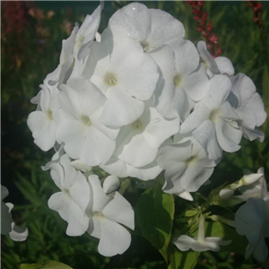 Phlox Paniculata 'White Admiral'