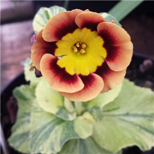 Primula Auricula 'Beeches Variegated'