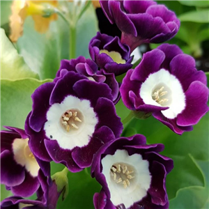Primula Auricula 'Rolts Fancy'