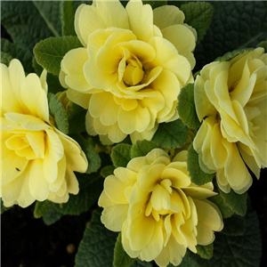 Primula 'Belarina Buttercup Yellow'