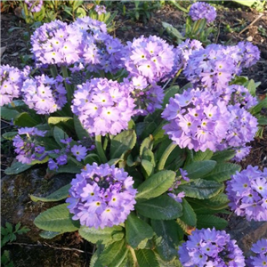 Primula Denticulata 'Lilac'