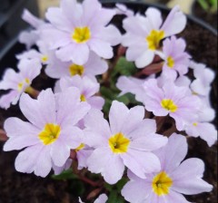 Primula 'Iris Mainwaring'