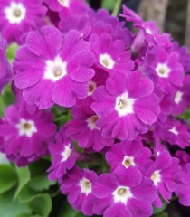 Primula X Pubescens 'Boothmans Variety'