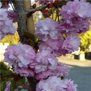 Prunus 'Kiku-shidare Sakura'