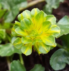 Ranunculus Ficaria 'Green Petal'