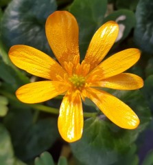 Ranunculus Ficaria 'Orange Sorbet'