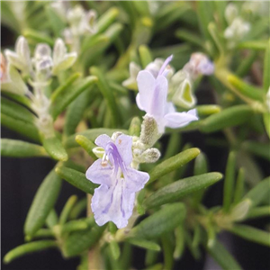 Herb Rosemary 'Blue Rain'