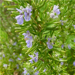 Herb Rosemary 'Miss Jessops' Rosmarinu Officinalis