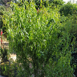 Salix Matsudana 'Tortuosa'