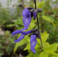 Salvia Guaranitica 'Black And Blue'