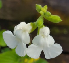 Salvia Viridis 'Marble Arch White'