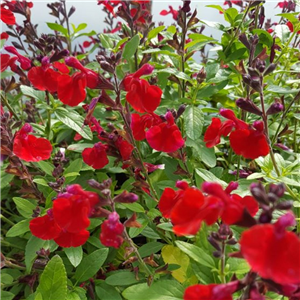 Salvia 'Mirage Cherry Red'