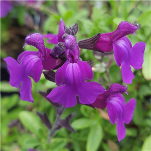 Salvia 'Mirage Dark Purple'