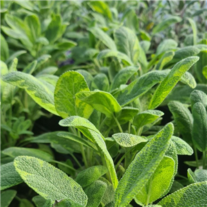 Herb Sage - Variegated (Salvia Officinalis Icterina)
