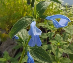 Salvia Patens 'Cambridge Blue'