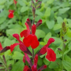 Salvia 'Silkes Red'
