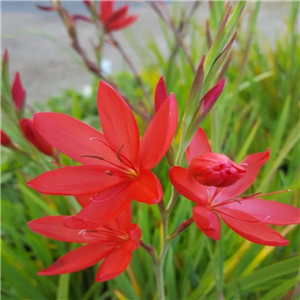 Schizostylis (Hesperantha) Coccinea 'Vibrant Scarlet'