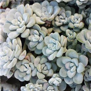 Sedum Spathulifolium 'Cappo Blanca'