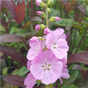 Sidalcea 'Lilac Candice'
