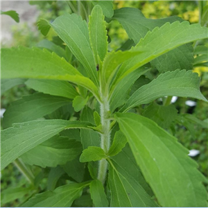 Herb Stevia (Stevia Rebaudiana)
