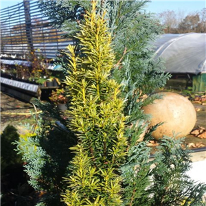 Taxus Baccata 'Ivory Tower'