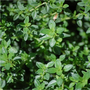 Herb Thyme (Thymus Vulgaris)