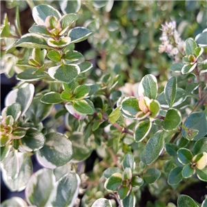 Herb Thyme - Foxley (Thymus Pulegioides)