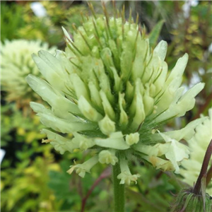 Trifolium Ochroleucon