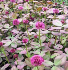 Trifolium Repens 'William'
