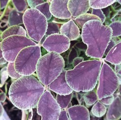 Trifolium Repens 'Purpurascens'