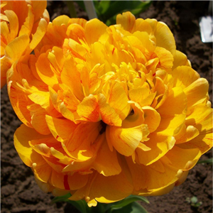 Tulip (Double) 'Sunlover'. Loose Per 10 Bulbs.