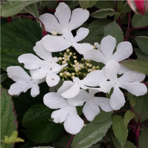 Viburnum Plicatum 'Summer Snowflake'