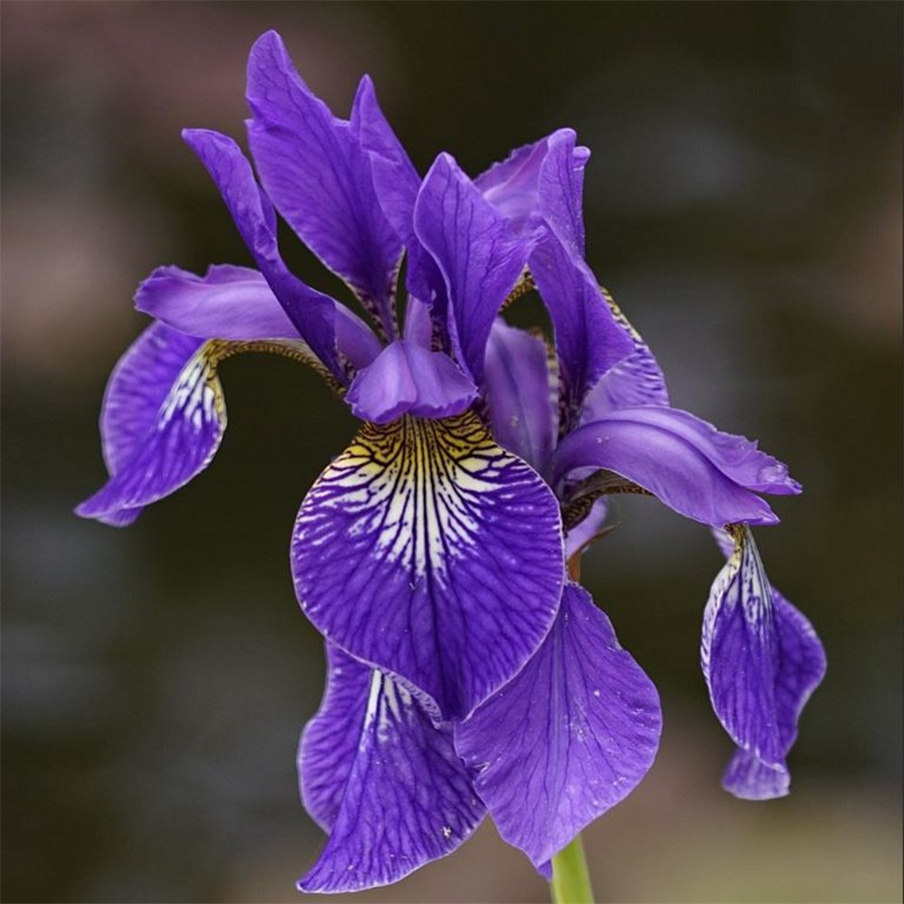 Iris sibirica 'Pappilon' | Farmyard Nurseries
