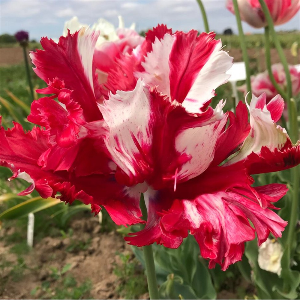 Tulip (Parrot) 'Estella Rijnveld' Potted | Farmyard Nurseries
