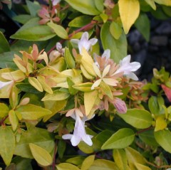 Abelia grandiflora Francis Mason