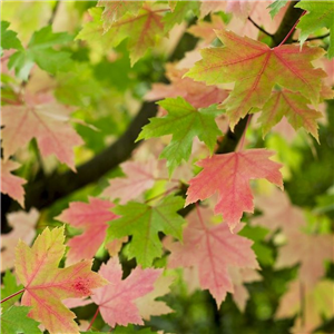 Acer freemanii Autumn Blaze
