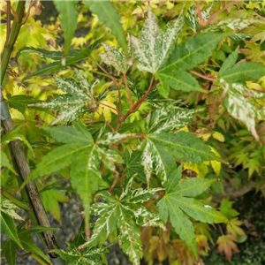 Acer palmatum Karusa Gawa
