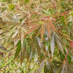 Acer palmatum Chitose-yama