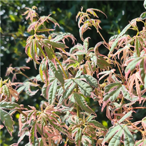 Acer palmatum Ijoshi