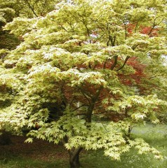 Acer palmatum Katsura