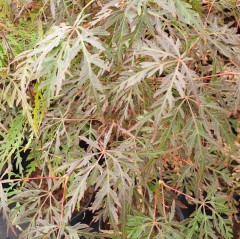 Acer palmatum Orangeola