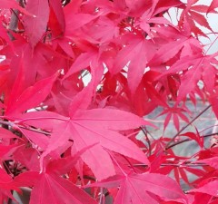 Acer palmatum Ki- Hachijo