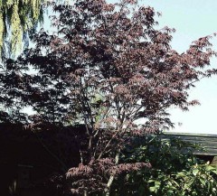 Acer palmatum Pung Kil