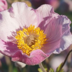 Anemone hupehensis Rose Shades