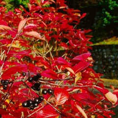 Aronia melanocarpa Autumn Magic